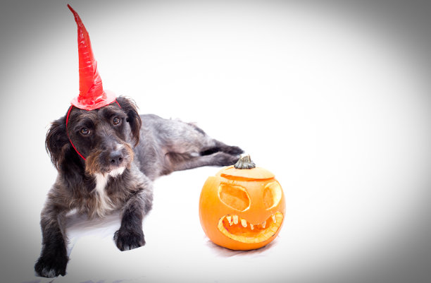 万圣节狗狗背景图片下载