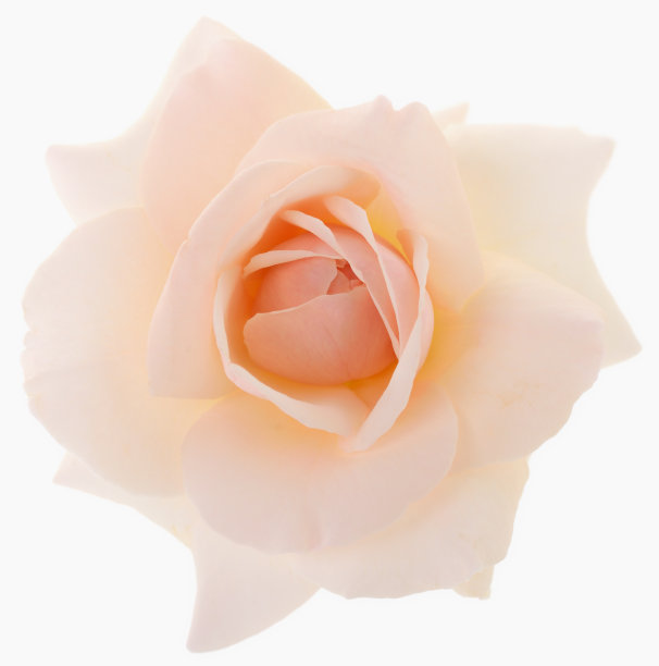 白色美丽的玫瑰。图片下载