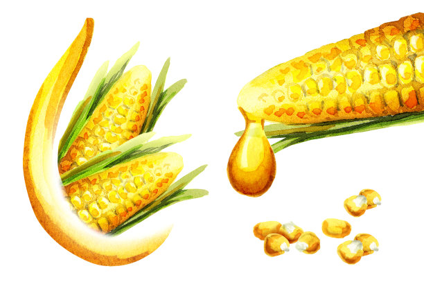 玉米油集素材图片