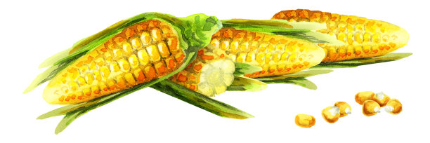 玉米全景图水彩素材图片