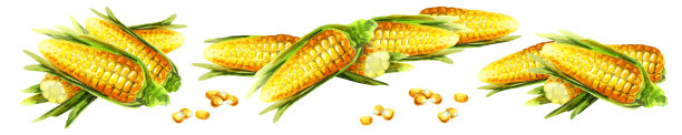 玉米水彩全景横向图片素材图片