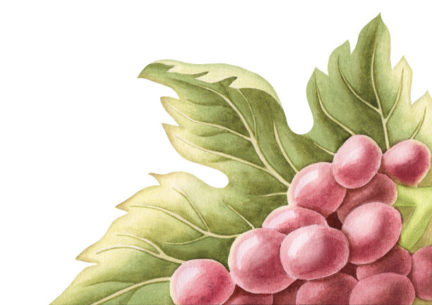 一串红葡萄。水彩图片下载