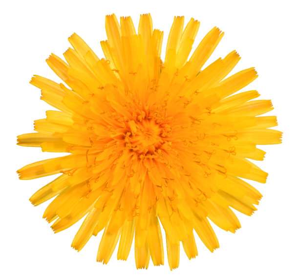黄色蒲公英杂草花剪出白色背景图片下载