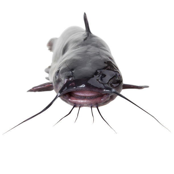 通道鲶鱼图片下载