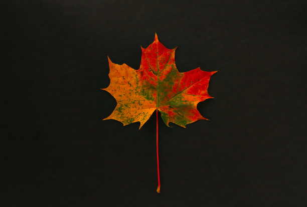黑色背景上的秋叶图片下载