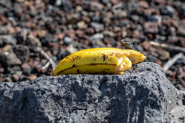 壁虎在看一根废弃香蕉的皮图片下载