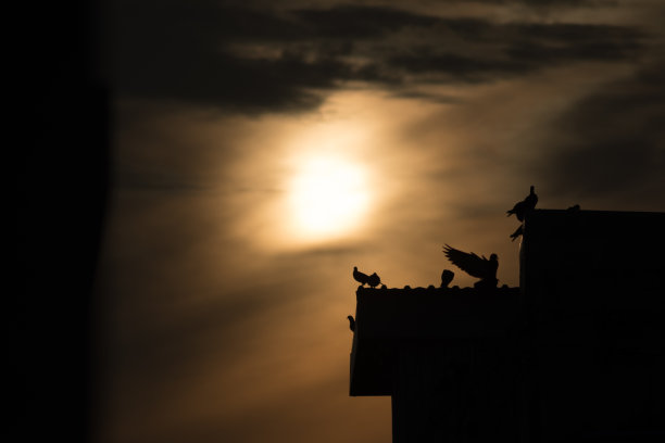 建筑上的鸟剪影照片图片下载