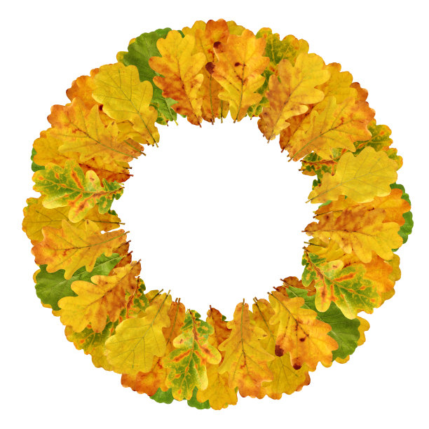秋天的橡树叶孤立在白色的背景上。花环的树叶。图片下载