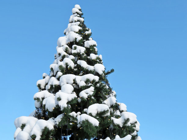 圣诞树上覆盖着皑皑白雪，背景是清澈的蓝天。圣诞装饰品，新年贺卡图片下载