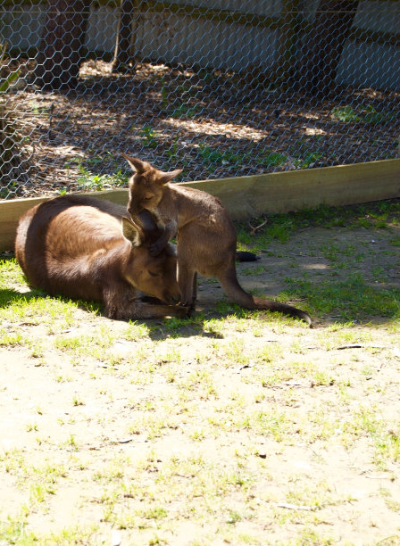 在维多利亚州(澳大利亚)墨尔本附近的一个公园里，可爱的毛茸茸的棕色袋鼠妈妈和她的孩子躺在郁郁葱葱的草坪上晒太阳图片下载