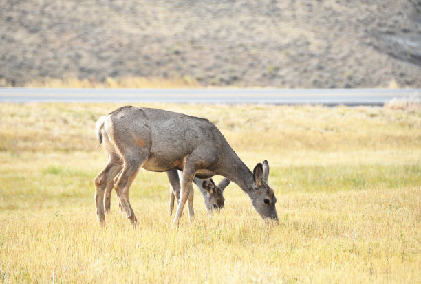 两个黑尾鹿图片下载