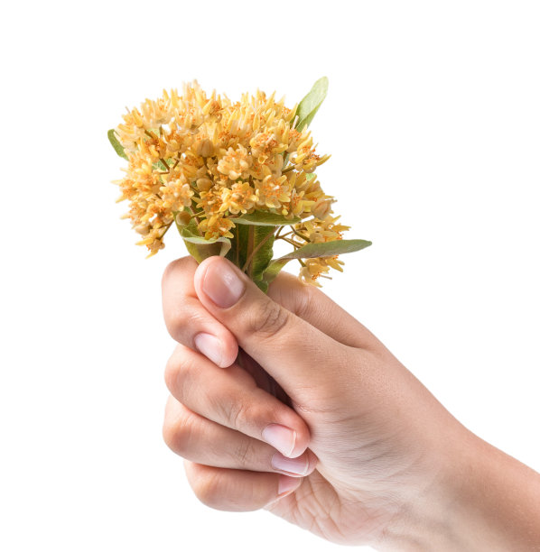 手拿一束菩提花。孤立在白色背景上。图片下载