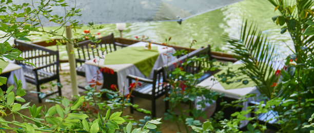 公园里的植物图片下载