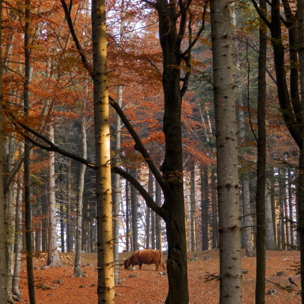 森林景观:一头孤独的高原奶牛在秋天的红林里吃草图片下载