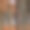 森林景观:一头孤独的高原奶牛在秋天的红林里吃草图片下载