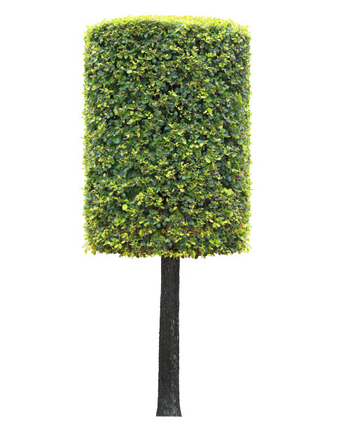 圆柱形圆柱状的树冠孤立在白色的背景上，为正式的日式和英式园林艺术设计风格图片下载