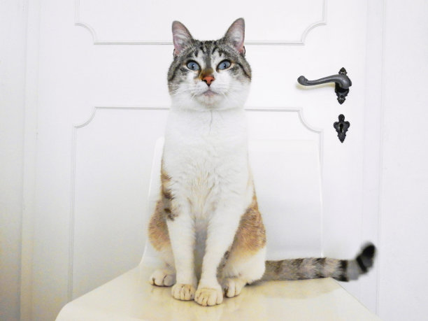 白色和灰色相间的蓝眼睛虎斑猫骄傲地坐在那里看着相机(白色背景)图片下载