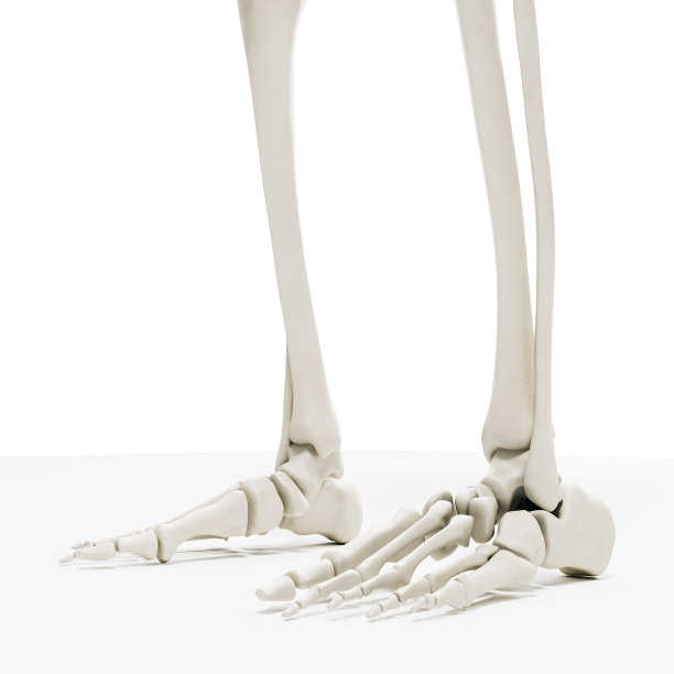 3d渲染人体骨骼，脚骨图片下载