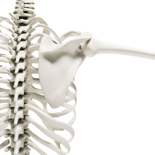 人体骨骼、肩膀和脊柱的3d渲染图片下载