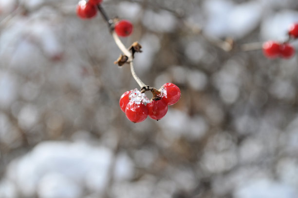 圣诞节在家里图片下载