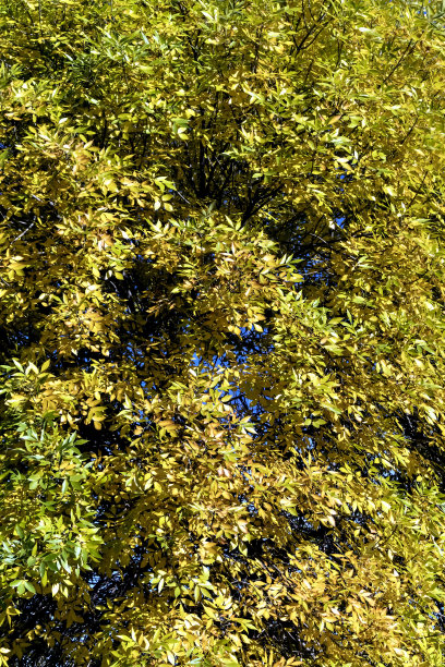 黄树的树冠映衬着湛蓝的天空图片下载