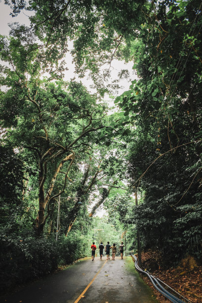 一群年轻人的背影在通往森林的路上扎营。图片下载