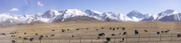 家畜在高山草甸放牧，天山山脉，吉尔吉斯斯坦图片下载