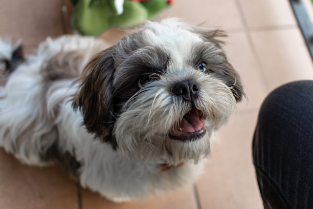 可爱的狮子狗小狗特写肖像图片下载