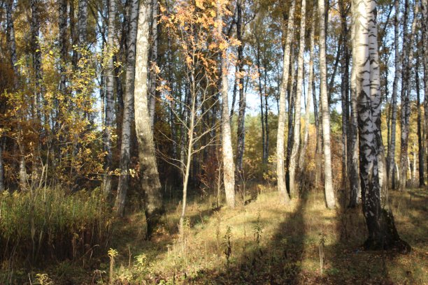 秋天的桦树图片下载