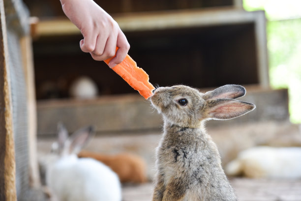 兔子在笼子里可以自由移动图片下载