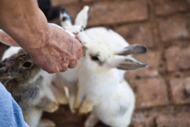 兔子在笼子里可以自由移动图片下载