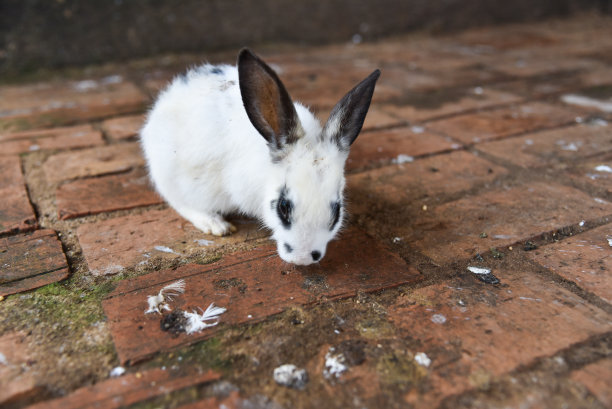 兔子在笼子里可以自由移动图片下载