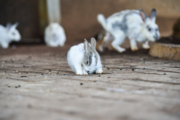 兔子在笼子里可以自由移动图片下载