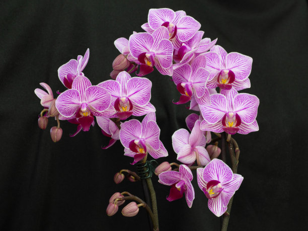 蝴蝶兰图片下载