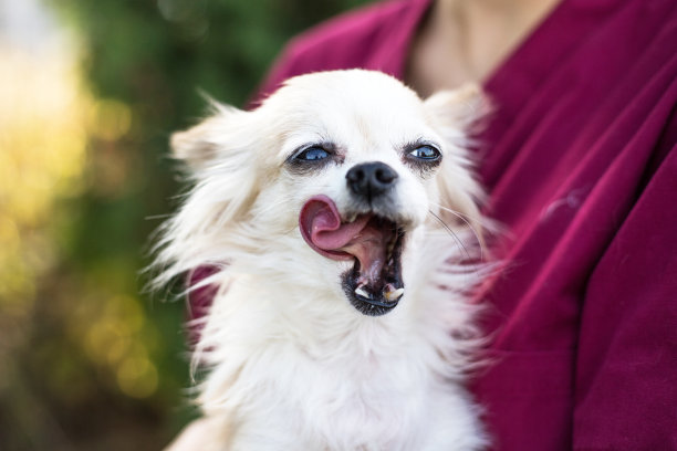 旧的吉娃娃狗图片下载