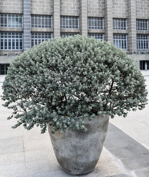 漂亮的树在花盆装饰建筑图片下载