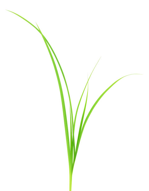 绿色的草地。图片下载