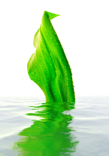 绿叶和水滴图片下载