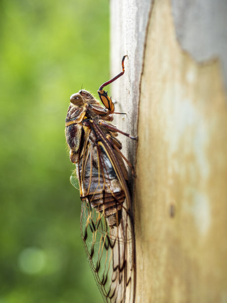 成人蝉图片下载