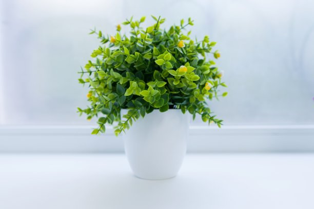 绿色的人工室内植物在白色的花盆上图片下载