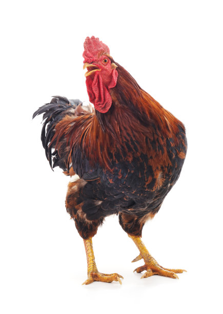 一个红色的公鸡。图片下载