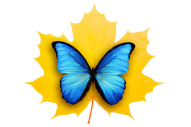 美丽的黄色枫叶和蓝色的蝴蝶孤立在白色的背景图片下载