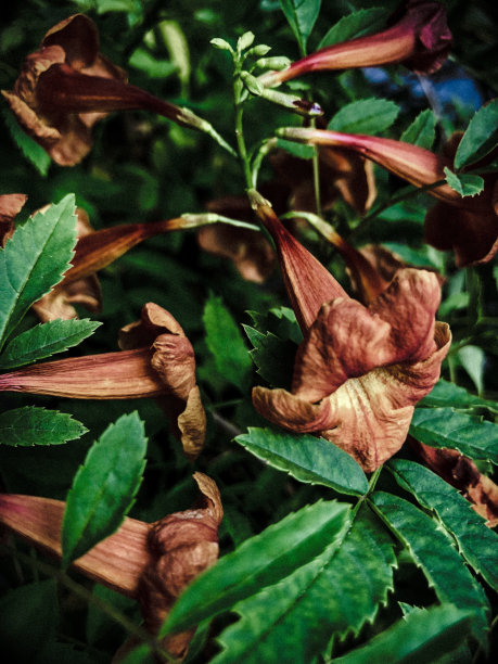 红花黑暗图片下载