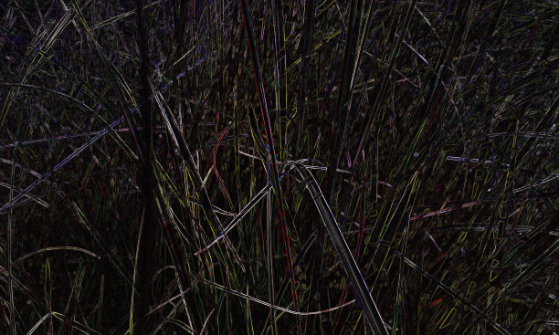 晚上草01图片下载