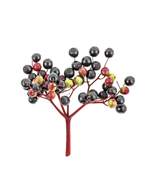 接骨木的幼枝孤立在白色的背景上图片下载