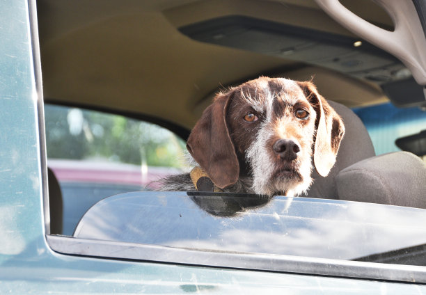 狗狗在窗口图片下载