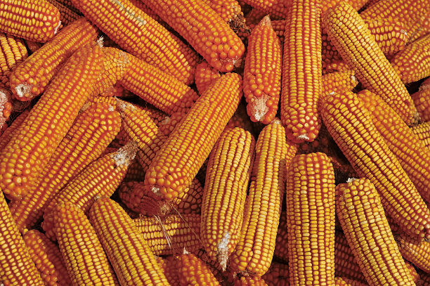 玉米收获的背景图片下载