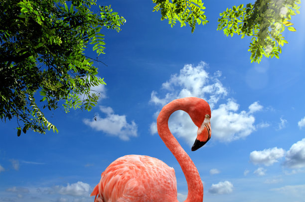 近距离粉红色火烈鸟在晴朗的天空图片下载