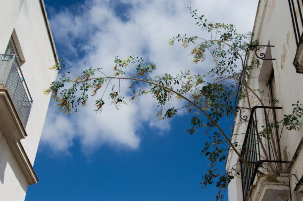 一所废弃的房子墙上长着野树图片下载