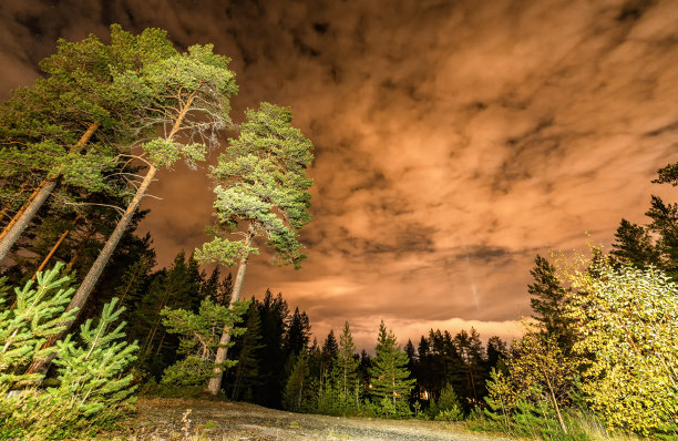 长曝光的夜晚照片秋天高大的松树和短叶树，云与月光后面，斯堪的纳维亚，瑞典图片下载